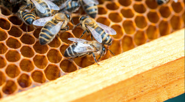 Busting Beekeeping Myths