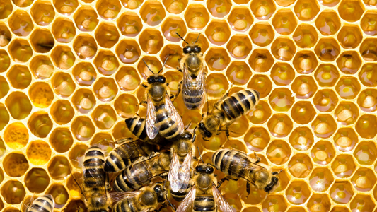 Lifespan of Winter Bees Compared To Summer Bees