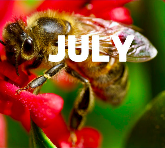 Beekeeping in July