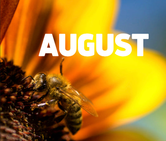 Beekeeping in August