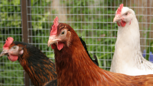 Nurturing Your Flock