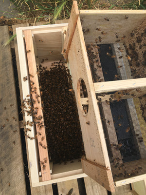 Harvest Lane Packaged Bees