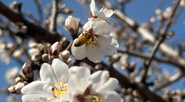What is Commercial Beekeeping and Why is it Important?