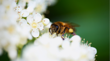 Saving the Bees: