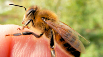 The Buzz About Bees: