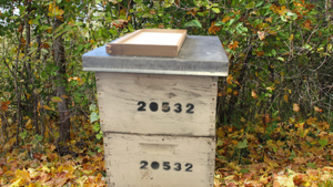 Feeding Bees In Fall