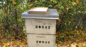 Feeding Bees In Fall