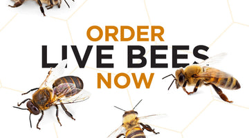 Order Live Bees From Our Dealers