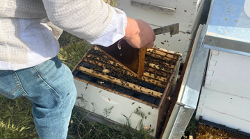 Mastering 'In Hive Bee Feeders': A Comprehensive Guide for Beekeepers