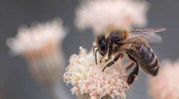How to Help Save the Bees