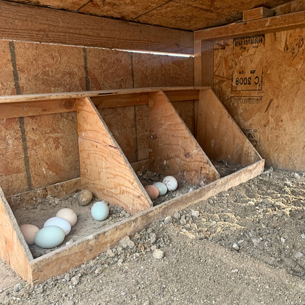 Triple Chicken Nesting Box