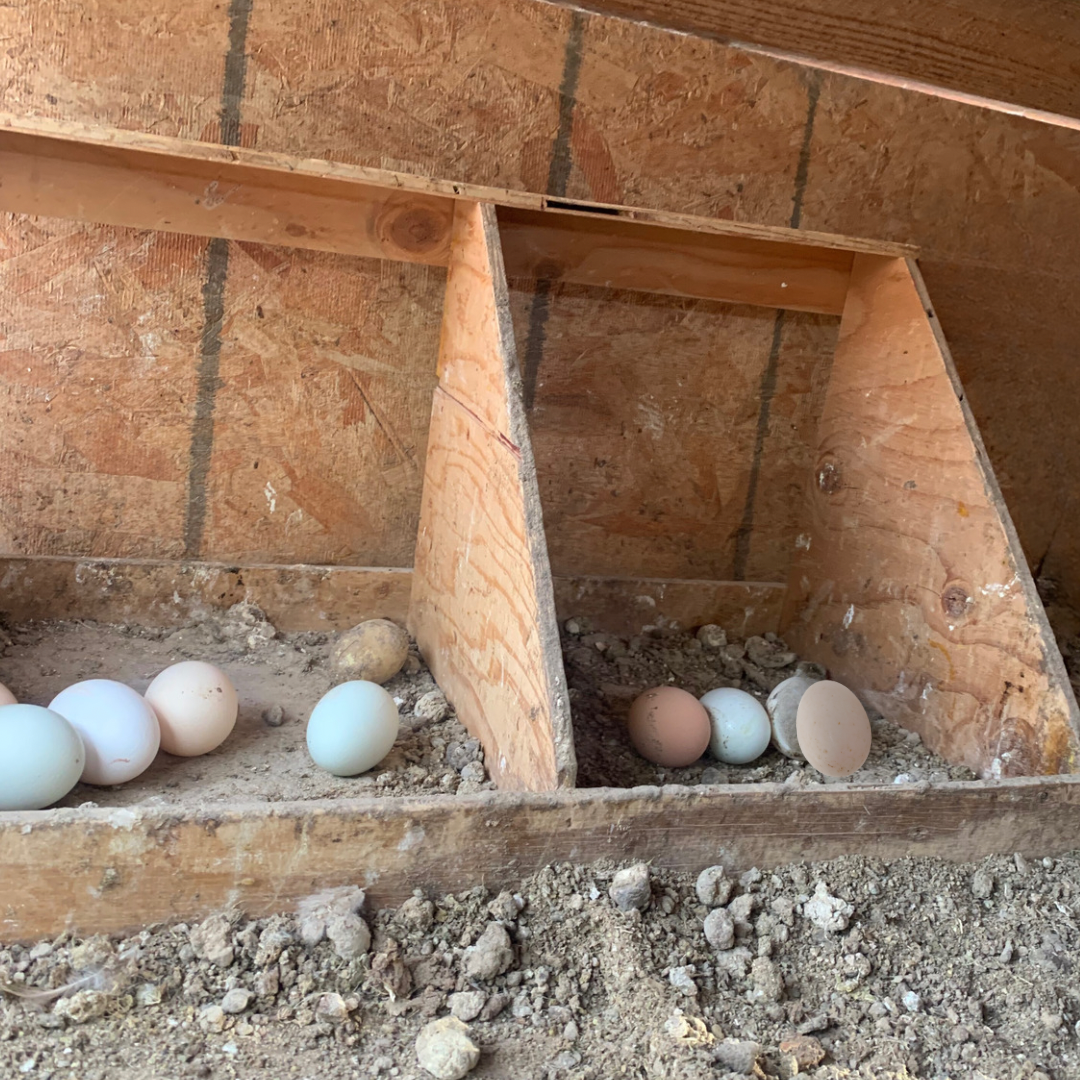 Double Chicken Nesting Box