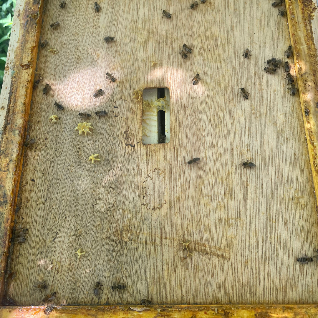 Inner Cover