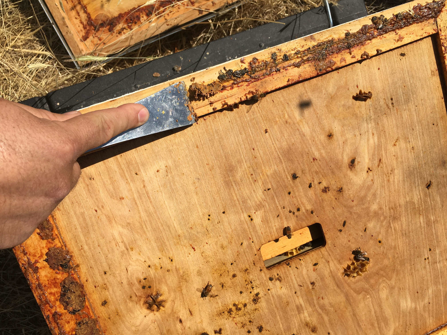 Inner Cover - Harvest Lane Honey