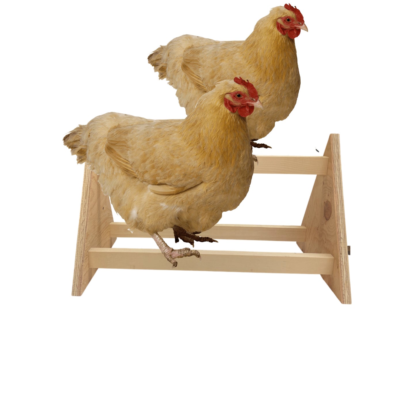 3-Bar Chicken Perch