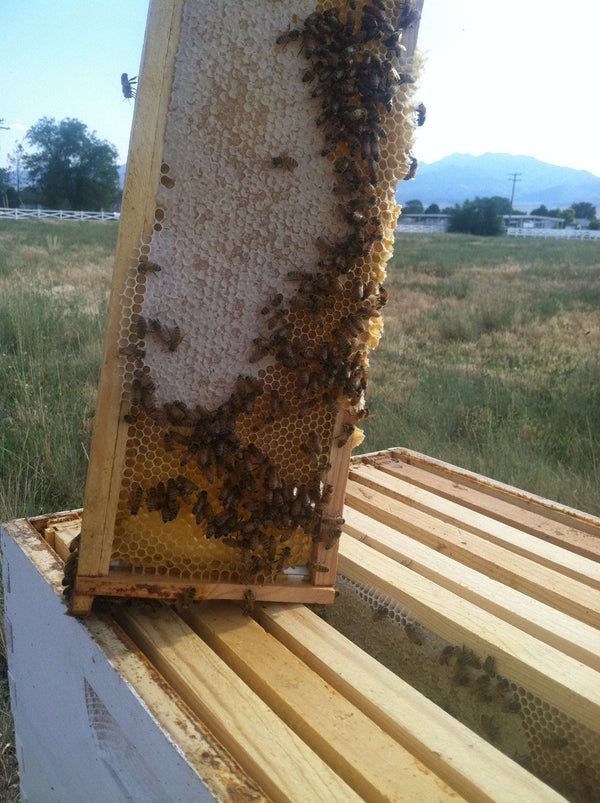 Medium Box Combo Painted & Assembled 8 or 10 Frame - Harvest Lane Honey