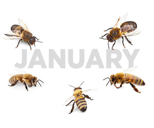 Beekeeping in January