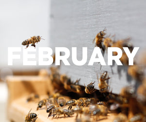 Beekeeping in February