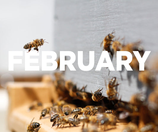Beekeeping in February - Ag Manufacturing dba Harvest Lane Honey