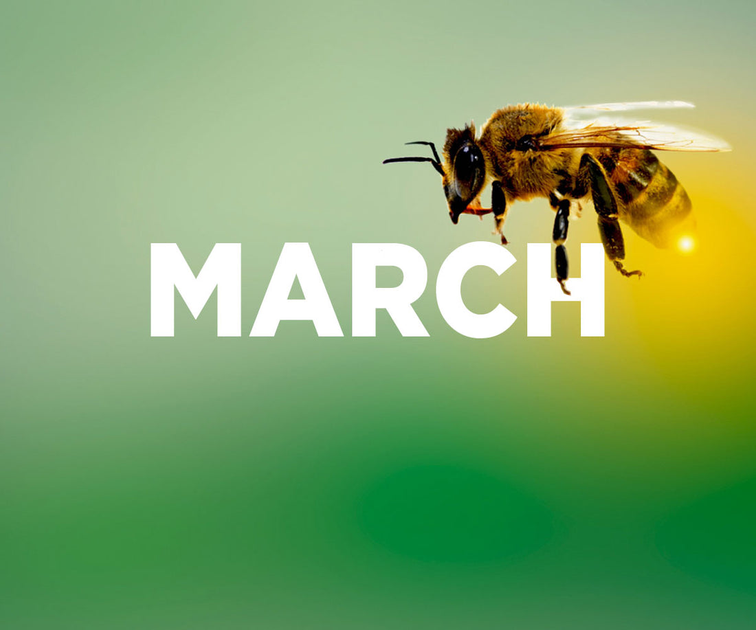 Beekeeping in March - Ag Manufacturing dba Harvest Lane Honey
