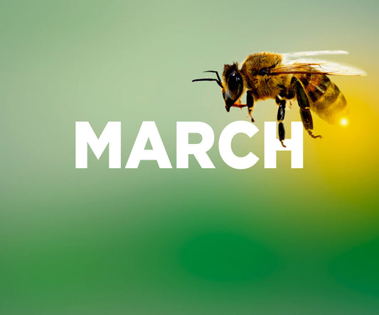 Beekeeping in March - Ag Manufacturing dba Harvest Lane Honey