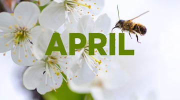 Beekeeping in April