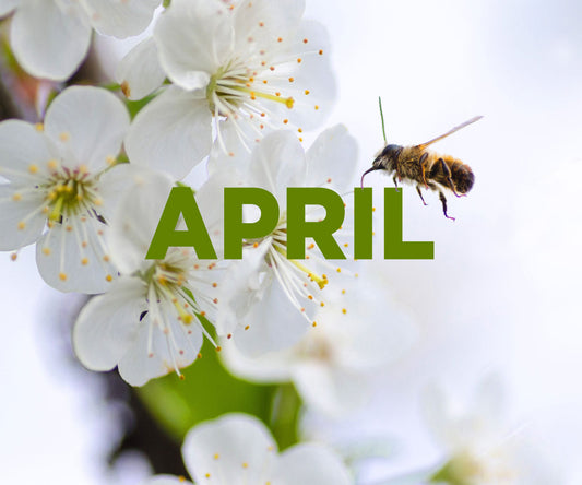 Beekeeping in April - Ag Manufacturing dba Harvest Lane Honey