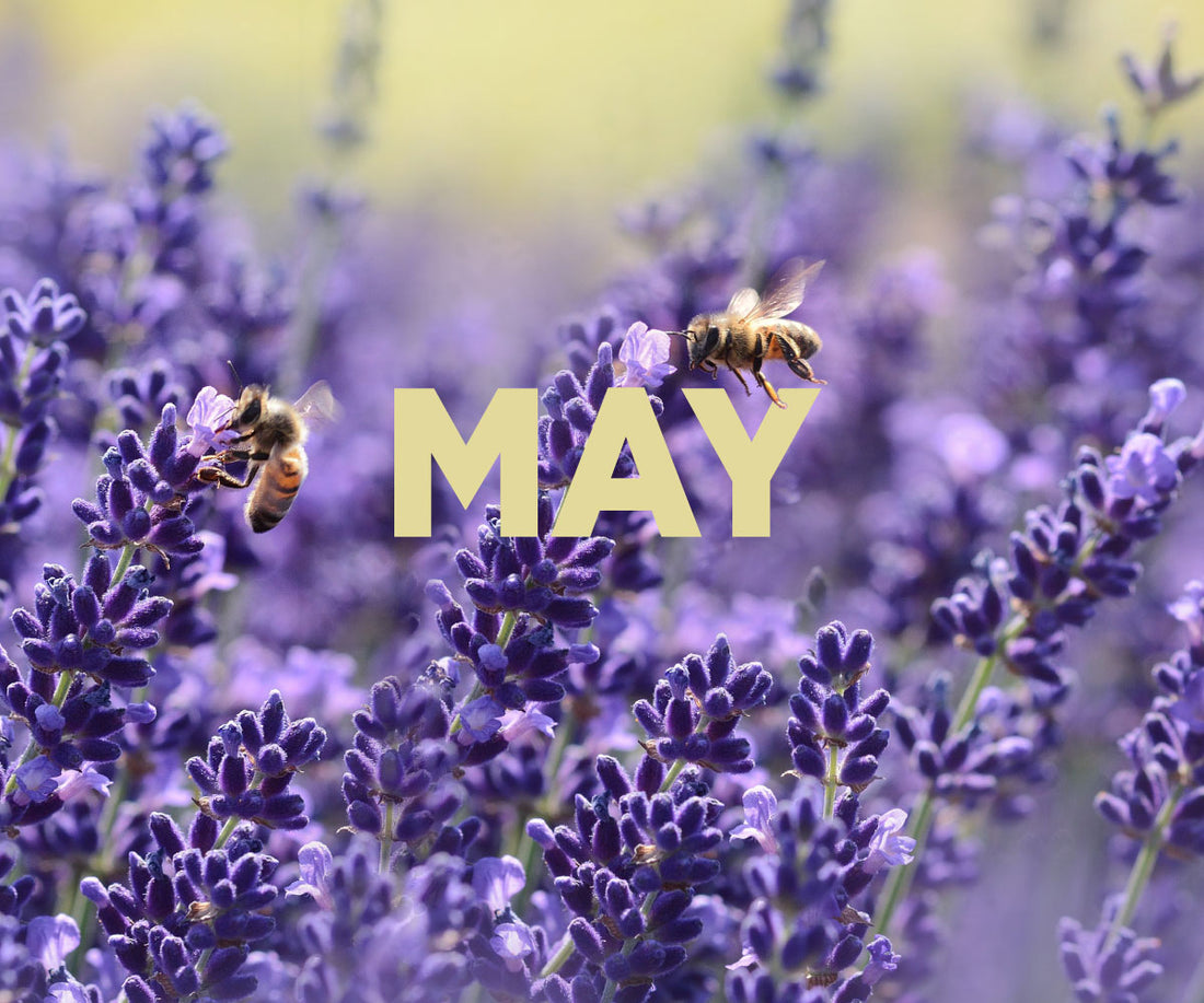 Beekeeping in May