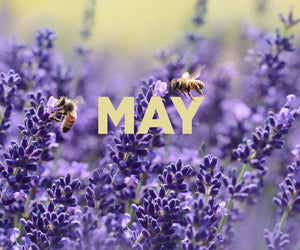 Beekeeping in May