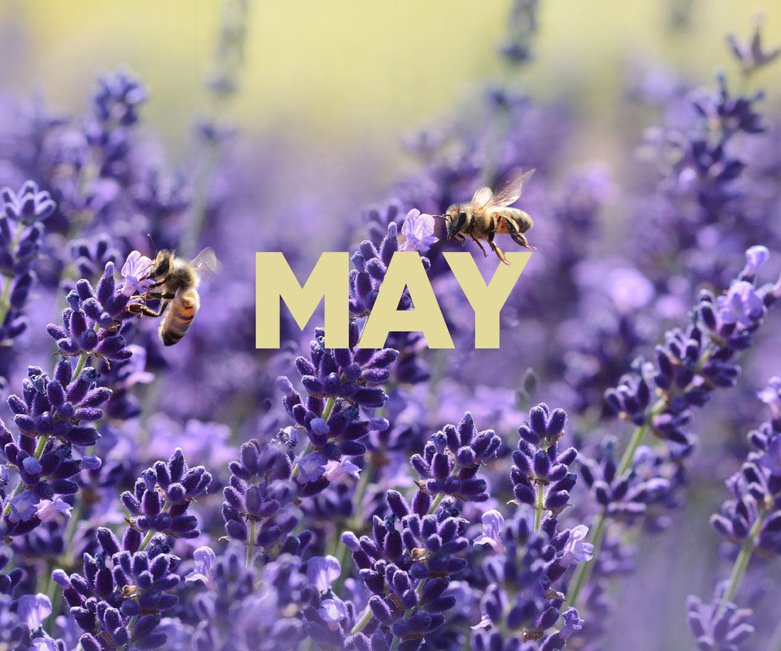 Beekeeping in May - Ag Manufacturing dba Harvest Lane Honey