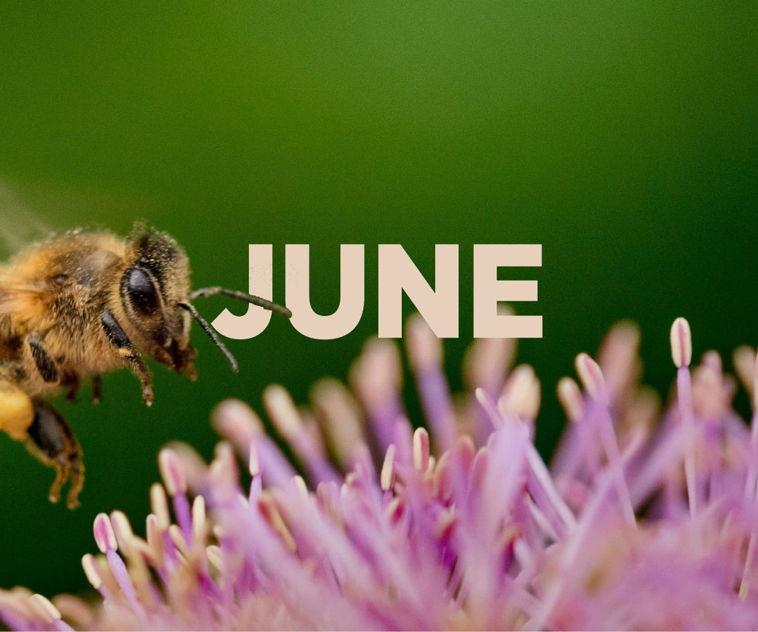 Beekeeping in June