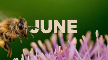 Beekeeping in June
