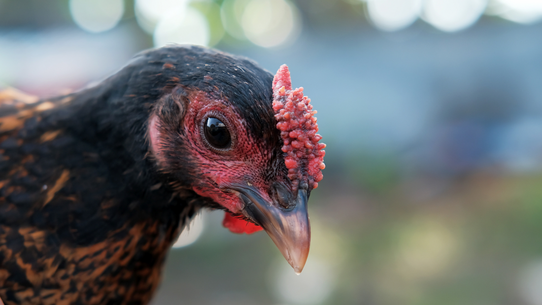 Why Every Chicken Coop Needs a Harvest Lane Farms Chicken Swing