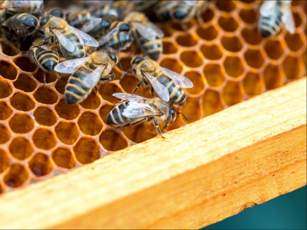 Busting Beekeeping Myths - Ag Manufacturing dba Harvest Lane Honey