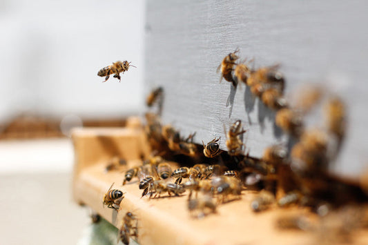 What Items do You Need to Start Beekeeping? - Ag Manufacturing dba Harvest Lane Honey