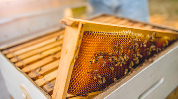 Choosing Hive Boxes - 8 or 10 Frame Boxes