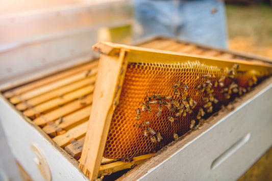 Choosing Hive Boxes - 8 or 10 Frame Boxes - Ag Manufacturing dba Harvest Lane Honey
