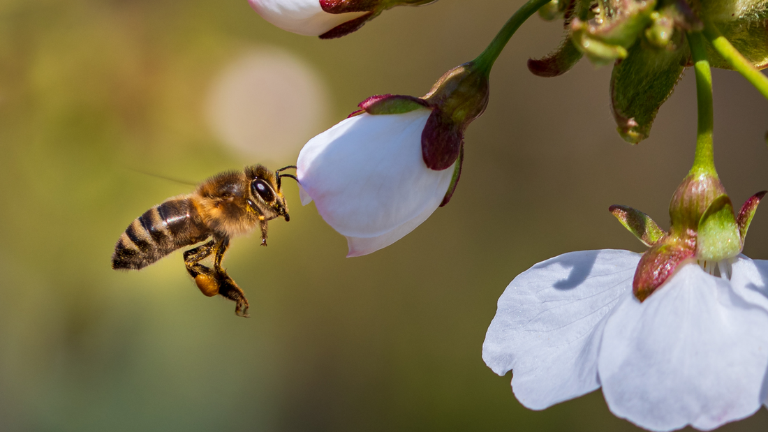 Buzzing Beyond the Hive: