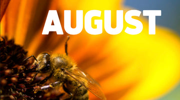 Beekeeping in August