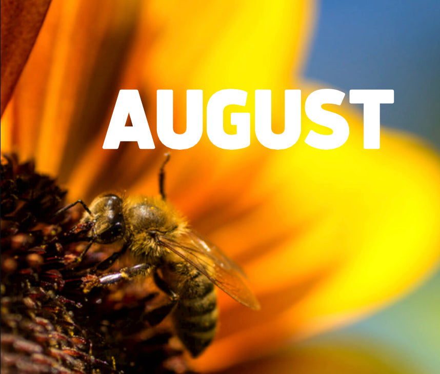 Beekeeping in August - Ag Manufacturing dba Harvest Lane Honey