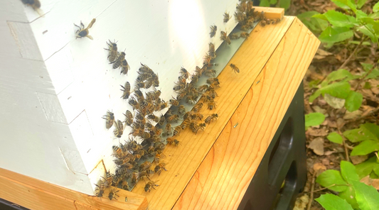Robber Bees - Ag Manufacturing dba Harvest Lane Honey
