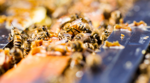 Why You Should Get into Beekeeping