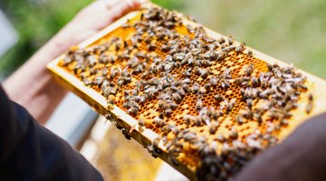 Starting Beekeeping at Home: