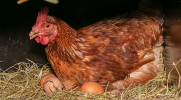 Boosting Egg Production: