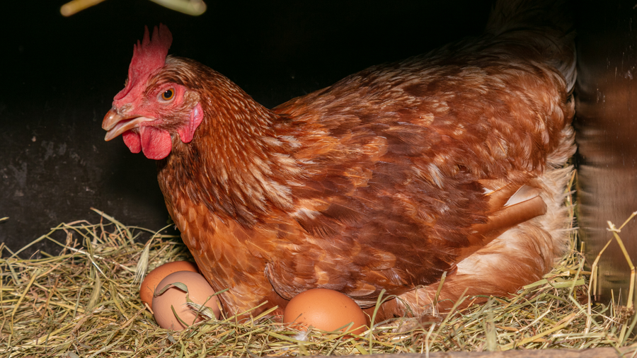 View of Boosting Egg Production: