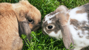 Rabbit Care 101: