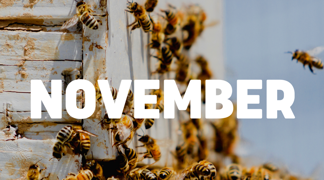 Beekeeping In November