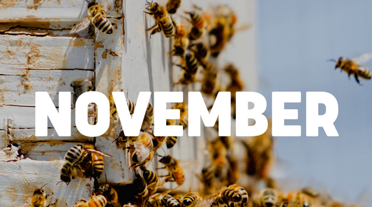 Beekeeping In November