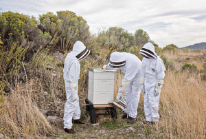 Mid-summer beehive inspection