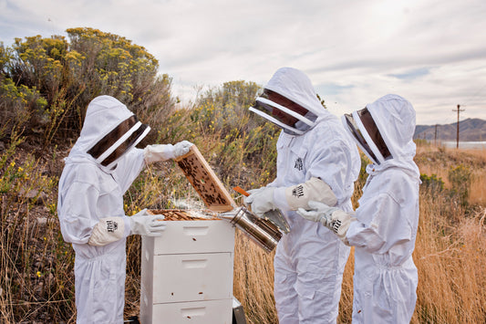 Common FAQs of Beginner Beekeepers